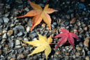 The Season of Colors